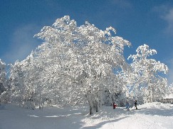 Zieleniec 2003
